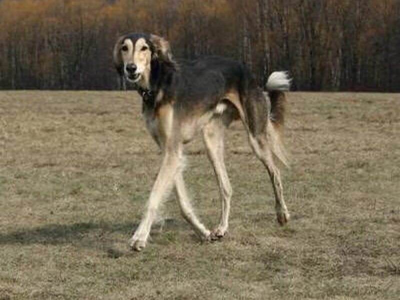 Saluki