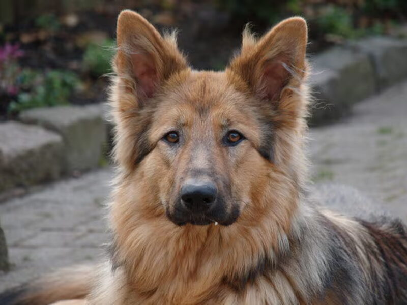 Oud Duitse Herdershond