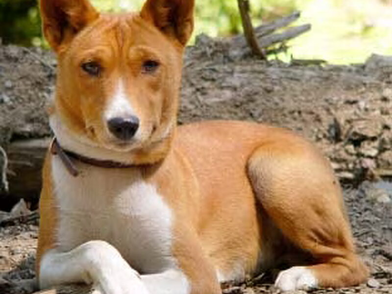 Basenji