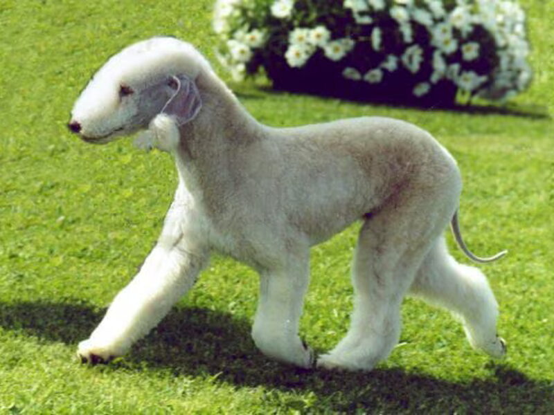 Bedlington Terrier