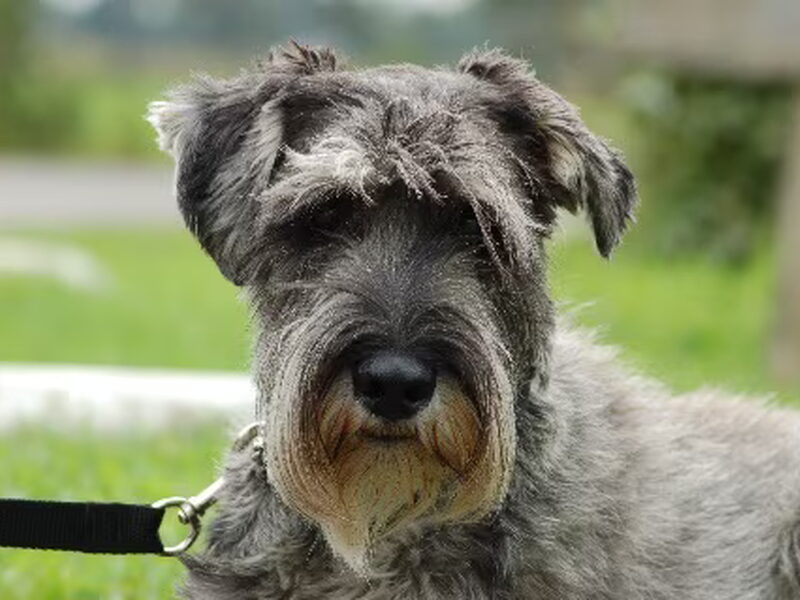 Schnauzer