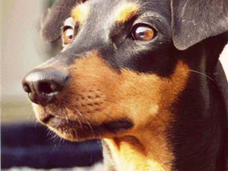Duitse Pinscher