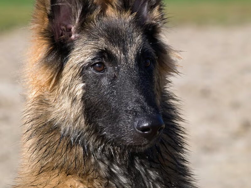 Tervuerense Herder