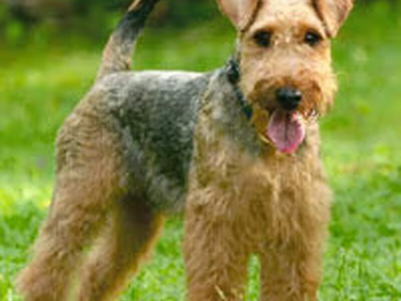 Welsh Terrier