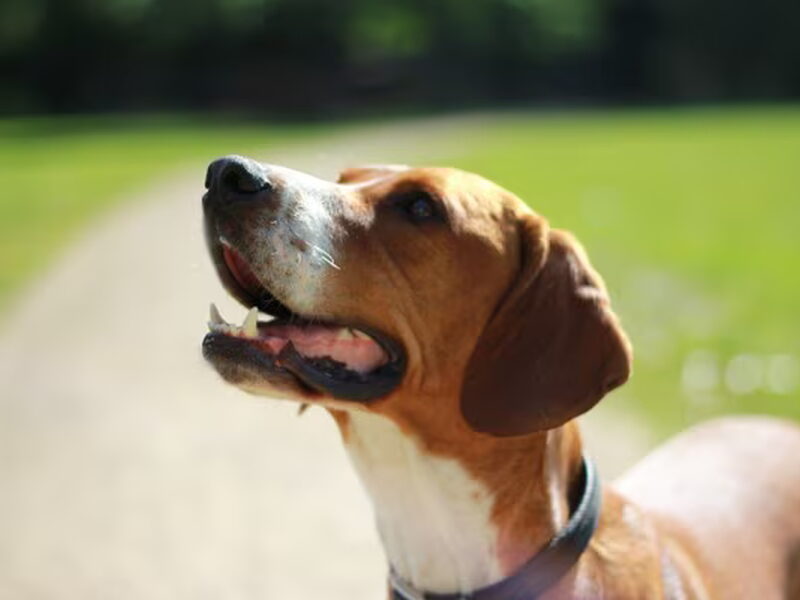 Engelse Pointer