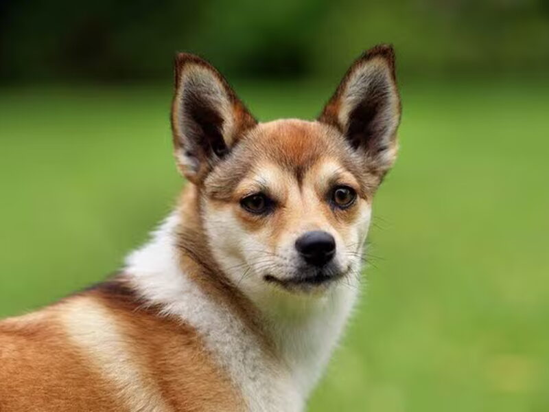 Noorse lundehond