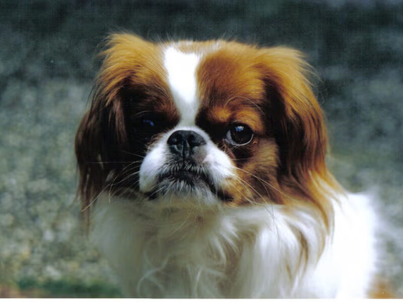 Japanse Spaniel