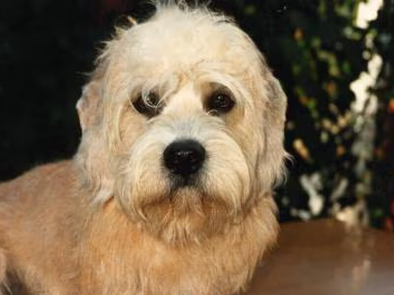 Dandie Dinmont Terriër