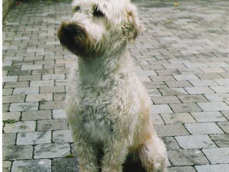Irish Softcoated Wheaten Terriër