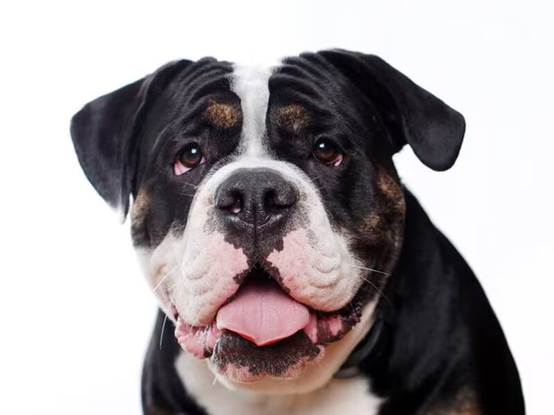 Old English Bulldog