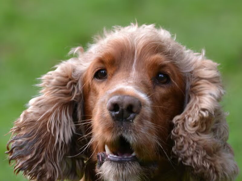 Engelse Cocker Spaniel