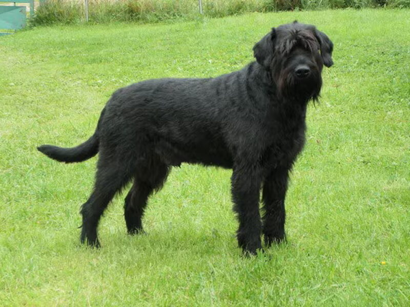 Riesenschnauzer, zwart