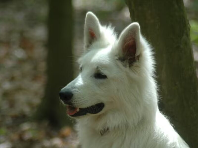 Zwitserse Witte Herdershond