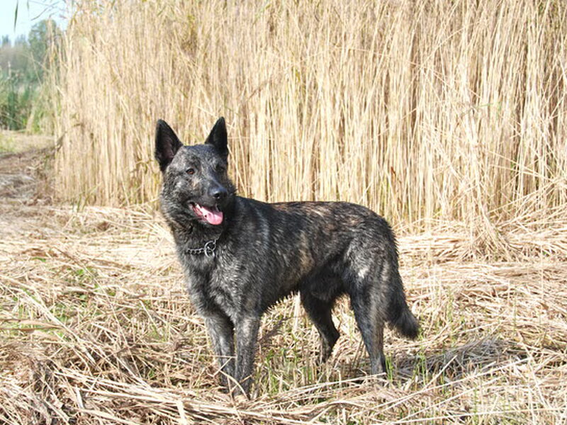 Hollandse Herdershond