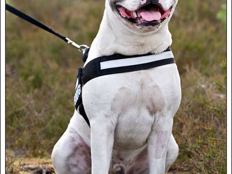 American Staffordshire Terrier