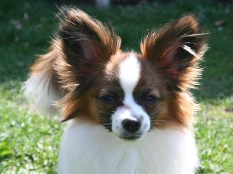 Epagneul Nain Continental, Papillon