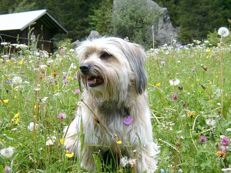 Pyrenese Herdershond