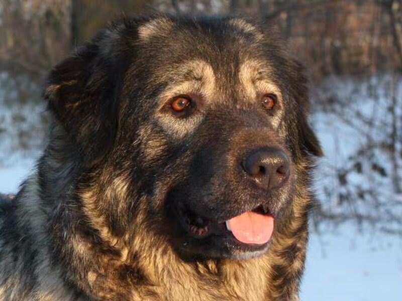 Sarplaninac
