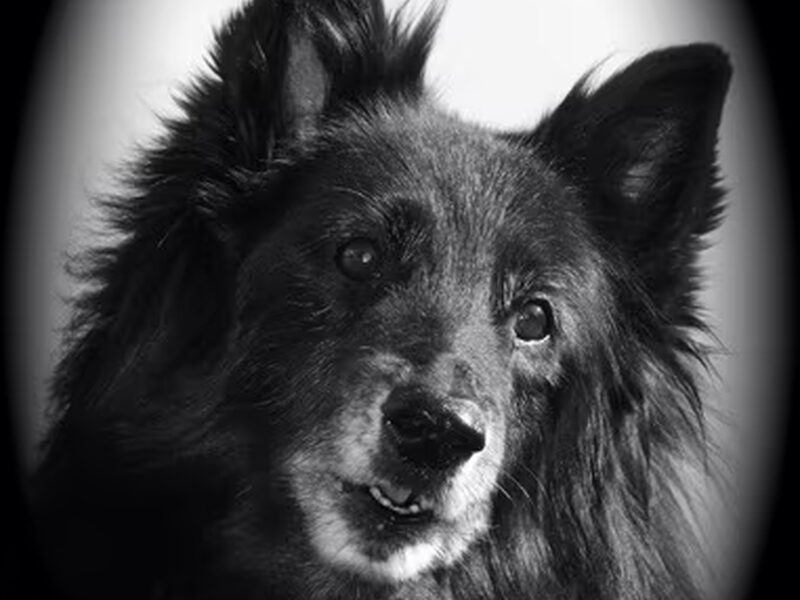 Belgische Herdershond, Groenendaeler