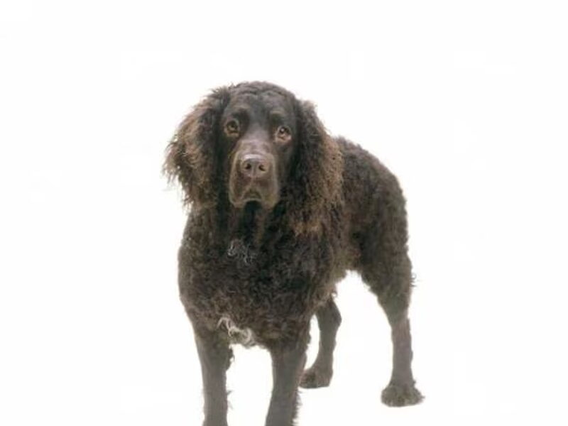 Amerikaanse Water Spaniel