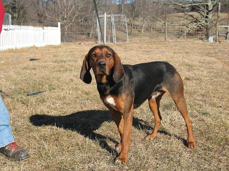 Black and Tan Coonhound