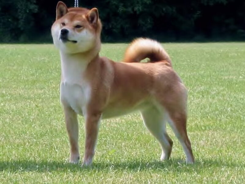 Shiba Inu