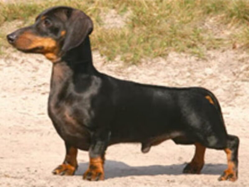 Kaninchen Dashond, korthaar