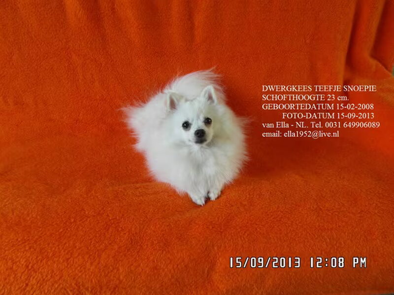 Kleine Keeshond, wit