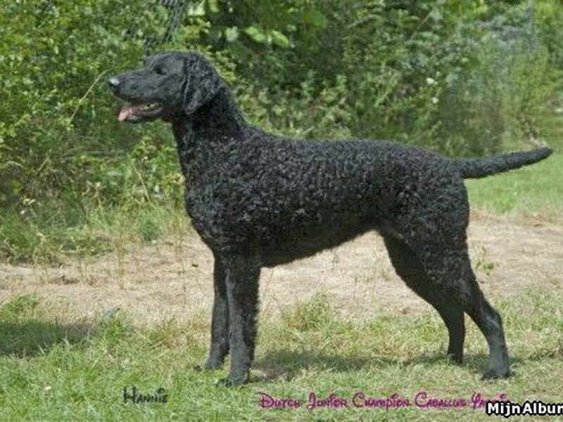 Curly Coated Retriever