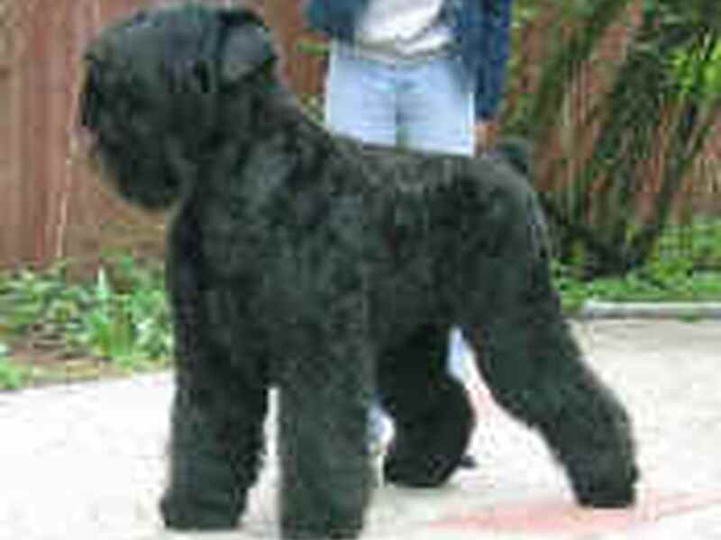 Zwarte Russische Terrier
