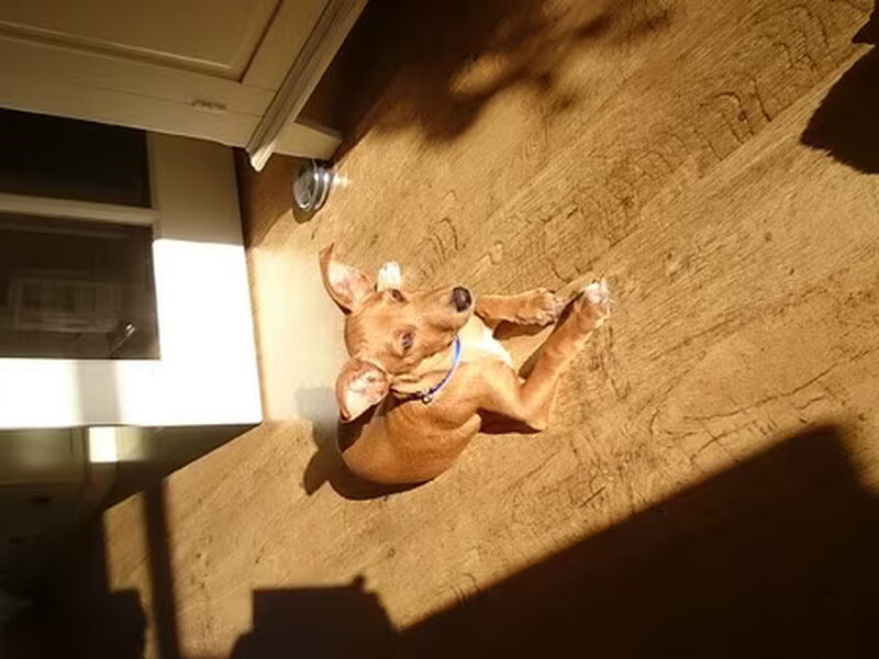Podenco Canario