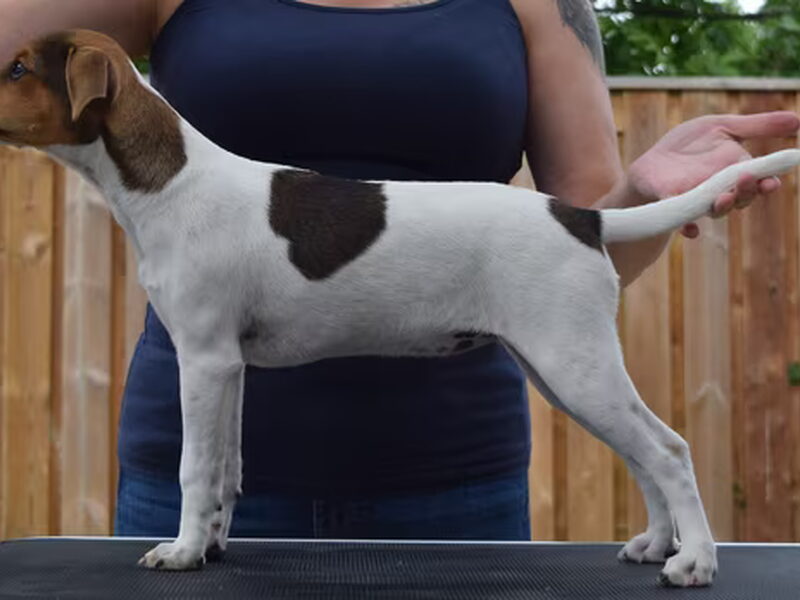 Deens Zweedse Boerderijhond