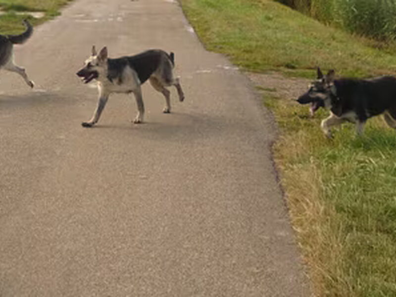 Oost Europese herder