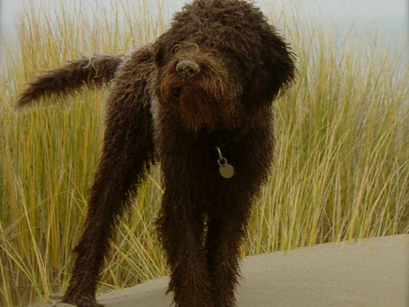 Lagotto Romagnolo