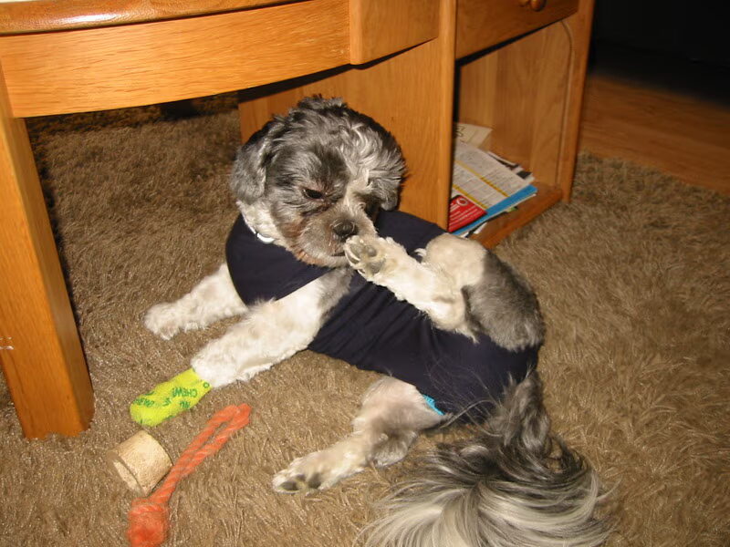 Benji naar de dierenarts