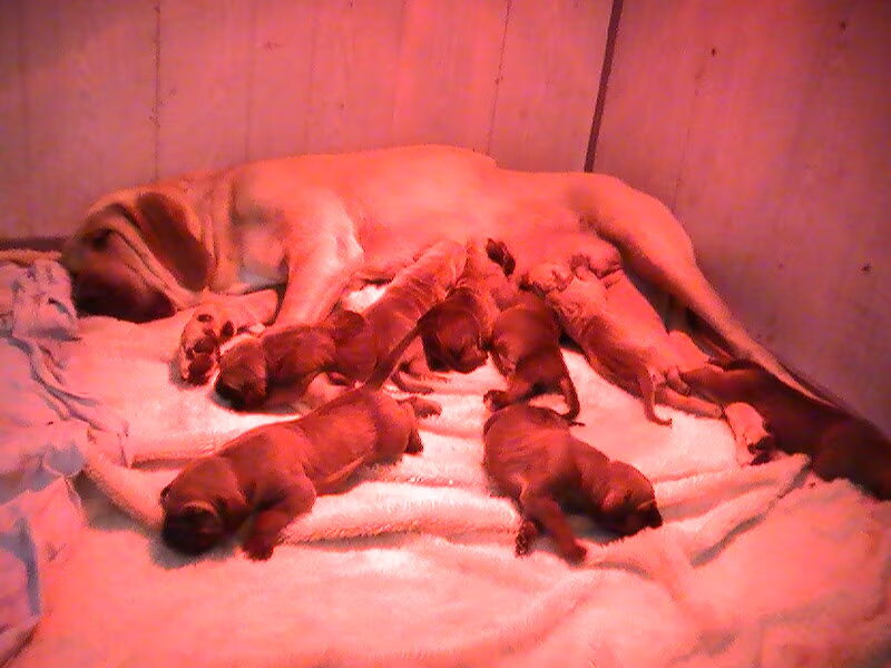 Fila Brasileiro puppy,s