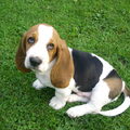 Basset Hound