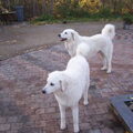 Onze Witte 