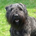 Bouvier