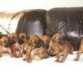 Rhodesian Ridgeback