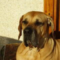 Fila Brasileiro