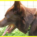 Australian Kelpie