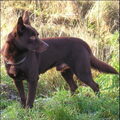 Australian Kelpie
