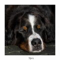 Berner Sennenhond