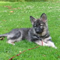 Shiloh Shepherd