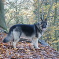 Shiloh Shepherd