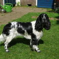 Engelse Springer Spaniel