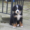 Berner Sennenhond