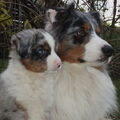 Australian Shepherd