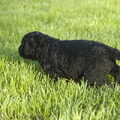 Curly Coated Retriever